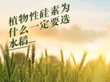 植物性硅素为什么一定要选水稻