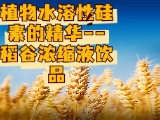 植物水溶性硅素的精华--稻谷浓缩液饮品