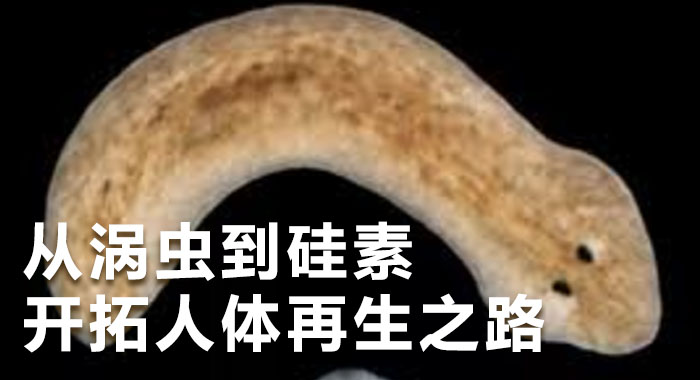 从涡虫到硅素，开拓人体再生之路