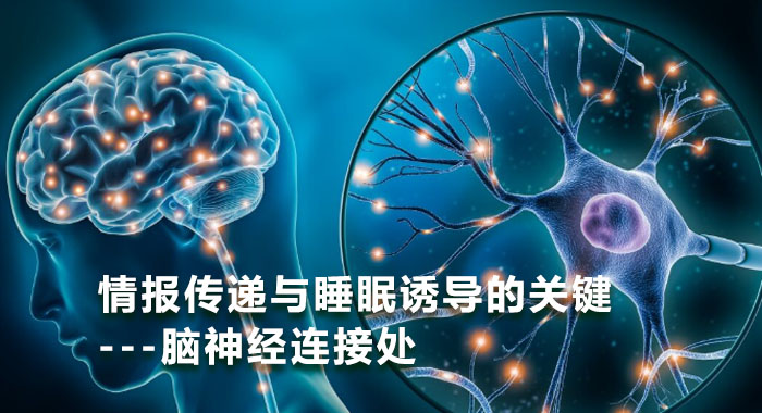 情报传递与睡眠诱导的关键---脑神经连接处