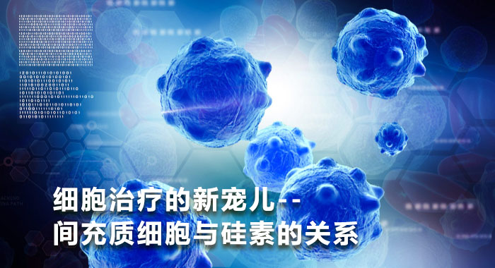 细胞治疗的新宠儿--间充质细胞与硅素的关系