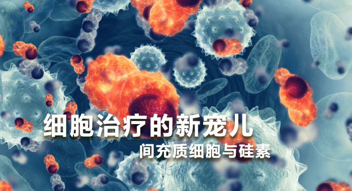 细胞治疗的新宠儿：间充质细胞与硅素