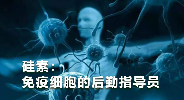 硅素：免疫细胞的后勤指导员