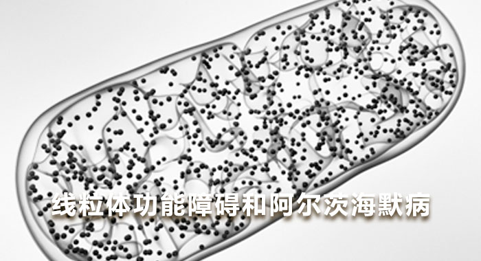 线粒体功能障碍和阿尔茨海默病(中文版)
