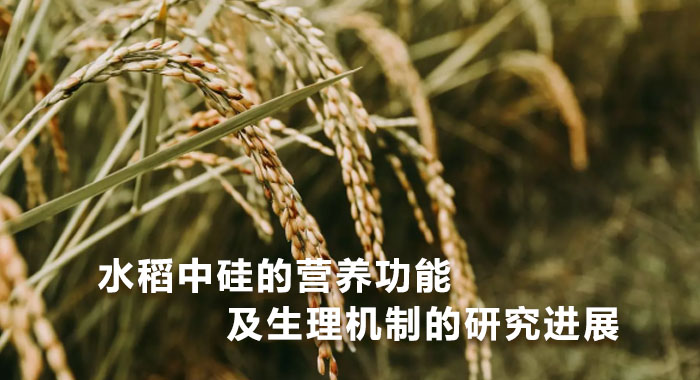 水稻中硅的营养功能及生理机制的研究进展(中文版)