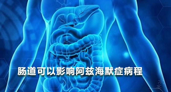 肠道可以影响阿兹海默症病程(中文版)