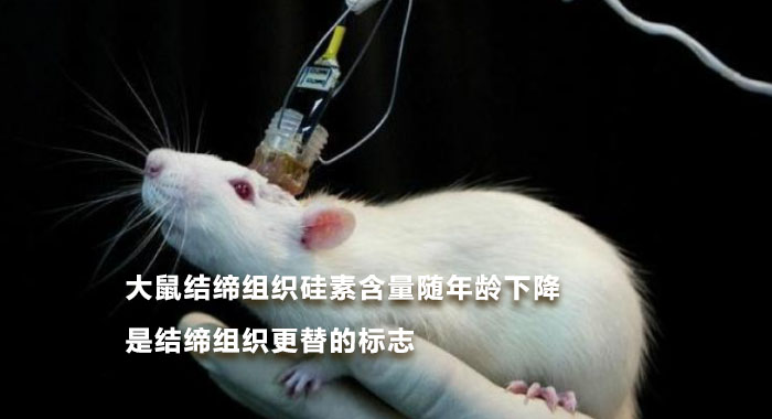 2015，大鼠结缔组织硅素含量随年龄下降是结缔组织更替的标志(英文版)