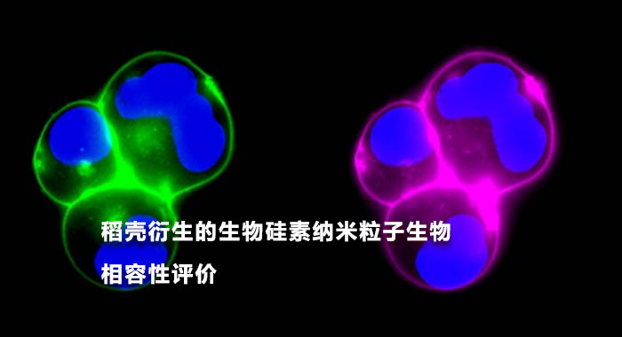 2015，稻壳衍生的生物硅素纳米粒子生物相容性评价(英文版)