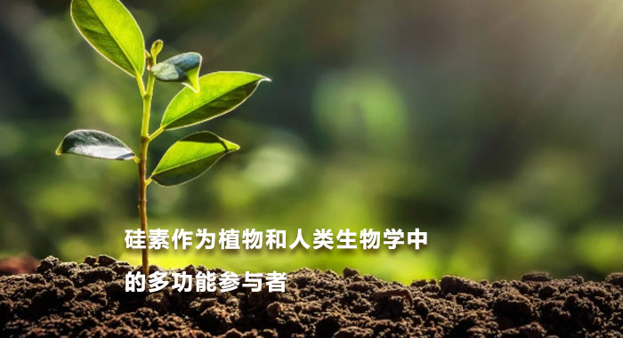 2015，硅素作为植物和人类生物学中的多功能参与者：被忽视和了解甚少(英文版)