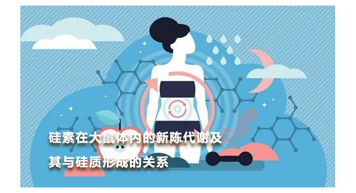 1989，硅素在大鼠体内的新陈代谢及其与硅质形成的关系(英文版)