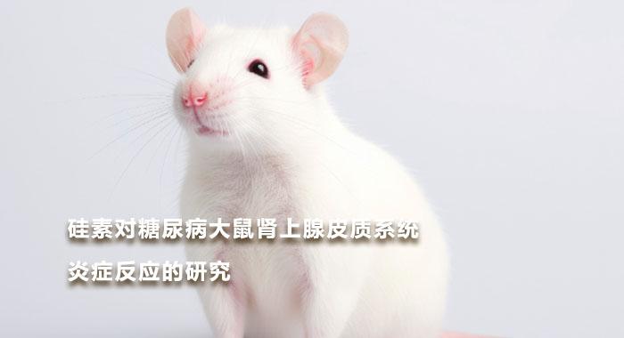 2010，硅素对糖尿病大鼠肾上腺皮质系统炎症反应的研究(中文版)