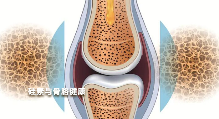 2007，硅素与骨胳健康(中文版)