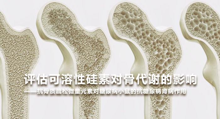 2011，评估可溶性硅素对骨代谢的影响——抗骨质疏松微量元素对糖尿病小鼠的抗糖尿病肾病作用(中文版)