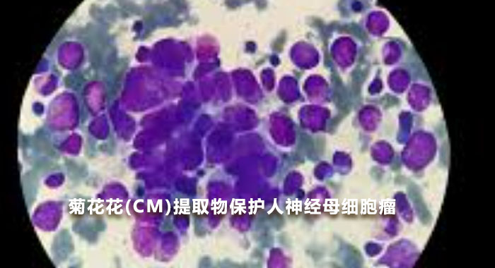 菊花花(CM)提取物保护人神经母细胞瘤sH-sY5Y细胞对 MPP +诱导的细胞毒性的抑制作用（英文）