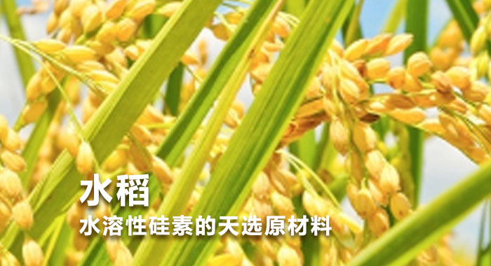 水稻：水溶性硅素的天选植物