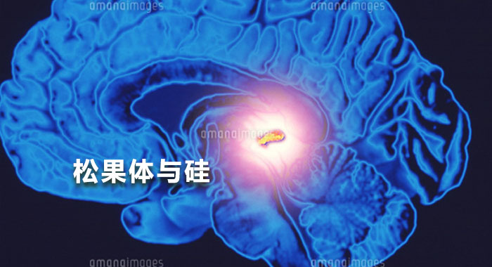 松果体与硅